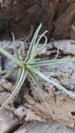 tillandsia-marconae