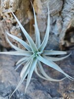 tillandsia-albida