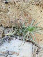 tillandsia-aeranthos