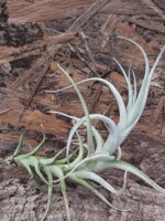 tillandsia-mitlaensis-var-tulensis