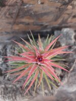 tillandsia-ionantha-huamelula