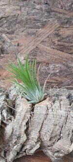 tillandsia-ionantha-v-fuego