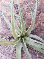 tillandsia-flexuosa