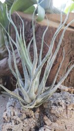 tillandsia-ehlersiana