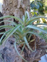 tillandsia-eric-knoblock