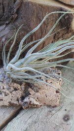 tillandsia-ehlersiana