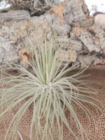tillandsia-magnusiana