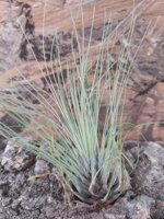 tillandsia-filifolia