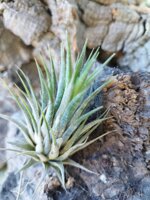 tillandsia-ionantha-ionantha