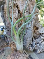 tillandsia-wavy-wonder