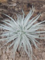 tillandsia-tectorum