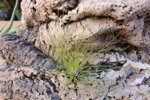 tillandsia-filifolia