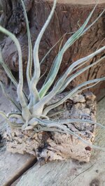 tillandsia-ehlersiana