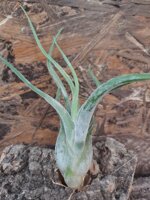 tillandsia-caput-medusae