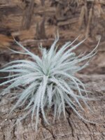 tillandsia-tectorum