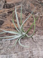 tillandsia-fresnilloensis