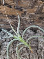 tillandsia-myosura