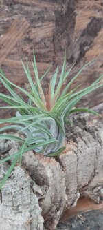 tillandsia-kolbi-ionantha-scaposa