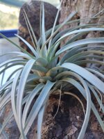 tillandsia-tomaselli