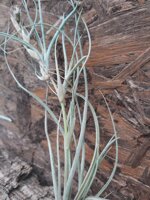 tillandsia-baileyi