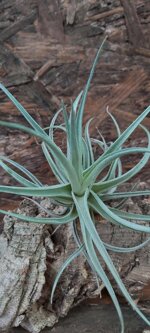 tillandisia-leomaniana