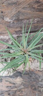 tillandsia-kolbi-ionantha-scaposa