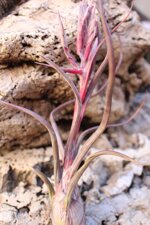 tillandsia-pseudobaylei