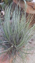 tillandsia-bartrami