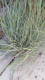 tillandsia-bartrami
