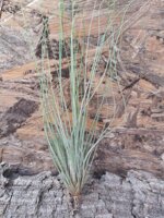 tillandsia-juncifolia