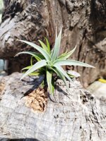 tillandsia-edithae