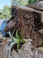tillandsia-edithae