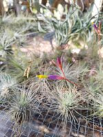 tillandsia-fucshii-v-gracilis