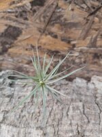 tillandsia-macbrideana