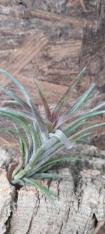 tillandsia-neglecta-rubra