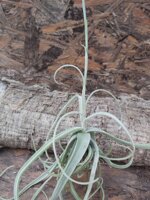 tillandsia-streptocarpa