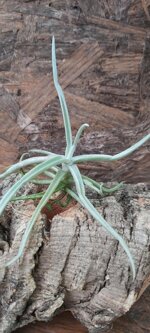 tillandsia-reichembachii