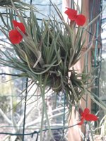 tillandsia-albertiana-clump