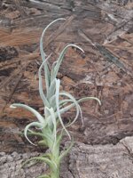 tillandsia-mitlaensis-var-tulensis