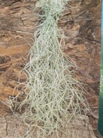 tillandsia-usneoides-cm30