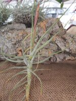 tillandsia-schiedeana