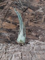 tillandsia-ariza-juliae