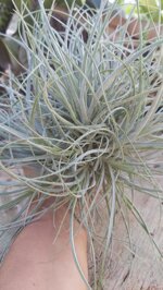 tillandsia-rectifolia