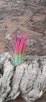 tillandsia-ionantha-v-fuego