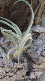 tillandsia-glabrior