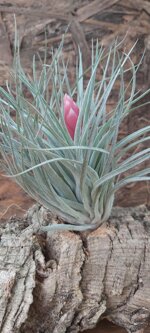 tillandsia-houston-cotton-candy