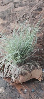 tillandsia-mallemonti