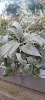 tillandsia-streptophylla