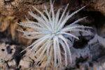 tillandsia-tectorum-v-snow
