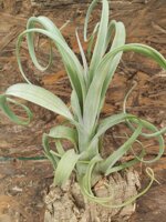 tillandsia-curly-slim